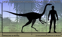Load image into Gallery viewer, Dinosaur 4 Tooth & Claw Cast Collection Triceratops: Large Triceratops Tooth cast replica with root