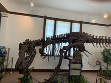 Load image into Gallery viewer, T-rex: Ivan the T.rex skeleton cast replica