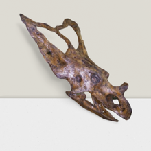 Load image into Gallery viewer, Chasmosaurus Skull cast replica dinosaur skull
