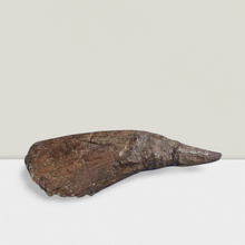 Load image into Gallery viewer, Triceratops Horn cast replica TMF T101