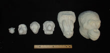 Cargar imagen en el visor de la galería, Baboon: Mandrill Baboon #1 (Male) Death Cast Replica Life cast