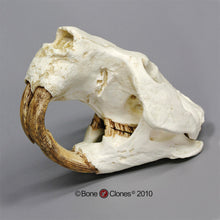 Load image into Gallery viewer, Giant Fossil Beaver Skull cast replica (Price updated 7/24)