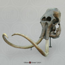 Load image into Gallery viewer, Mammoth Skull cast replica #2 BC Pleistocene. Ice Age