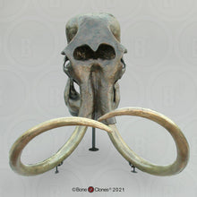 Load image into Gallery viewer, Mammoth Skull cast replica #2 BC Pleistocene. Ice Age