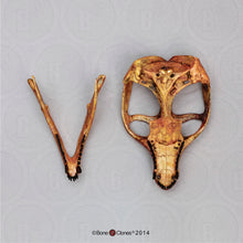 Load image into Gallery viewer, Cynodont - Probainognathus jenseni Skull cast replica (2025)