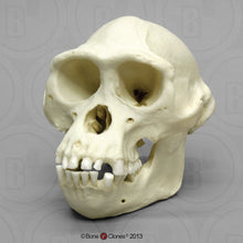 Laden Sie das Bild in den Galerie-Viewer, Male Bonobo Replica Skull Bone Clones Chimpanzee Primate Skull cast replica Updated 2023