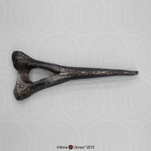 Load image into Gallery viewer, Diplodocus Chevron cast #2 replica