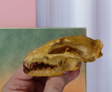 Load image into Gallery viewer, Hesperocyon gregarius skull cast replica (item #RF012)