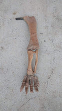 Load image into Gallery viewer, Bellusaurus Leg cast replica dinosaur