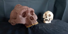 Load image into Gallery viewer, Bigfoot Skull Cast Artistic Interpretation by Master artist ( top of skull only).