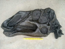 Load image into Gallery viewer, Gryposaurus Skull Plaque cast replica Dinosaur