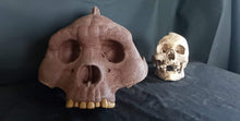 Load image into Gallery viewer, Bigfoot Skull Cast Artistic Interpretation by Master artist ( top of skull only).