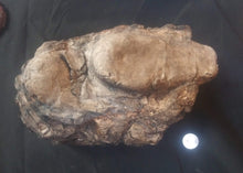 Load image into Gallery viewer, Velociraptor egg nest Dinosaur fossil egg cast for sale Replica Dinosaur Reproductions
