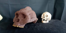 Load image into Gallery viewer, Bigfoot Skull Cast Artistic Interpretation by Master artist ( top of skull only).