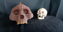 Load image into Gallery viewer, Bigfoot Skull Cast Artistic Interpretation by Master artist ( top of skull only).
