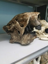 画像をギャラリービューアに読み込む, Megalonyx ground sloth skeleton cast replica
