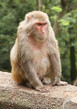 Charger l'image dans la galerie, Rhesus Monkey / Macaca Mulatta (female) death cast replica Life cast