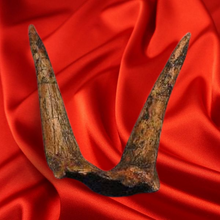 Load image into Gallery viewer, Triceratops Horns cast replica (double horn)
