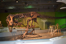 Load image into Gallery viewer, T-rex: Ivan the T.rex skeleton cast replica