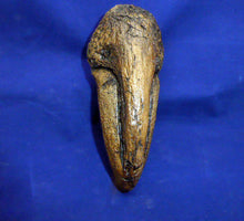 Load image into Gallery viewer, T.rex Claw cast replica