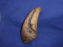 Load image into Gallery viewer, T.rex Claw cast replica