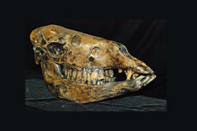 Load image into Gallery viewer, Camelops "Yesterday's Camel" skeleton cast replica