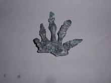 Load image into Gallery viewer, Camptosaurus Dinosaur Hand Cast Replica