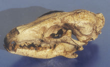 Load image into Gallery viewer, Hesperocyon gregarius skull cast replica (item #RF012)