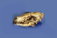 Load image into Gallery viewer, Hesperocyon gregarius skull cast replica (item #RF012)