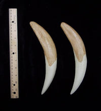 Cargar imagen en el visor de la galería, Smilodon: Smilodon populator sabres KO-103P Updated 2024 sabers cast replica