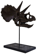 Load image into Gallery viewer, Triceratops skull cast replica reproduction for sale
