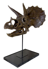 Load image into Gallery viewer, Triceratops skull cast replica reproduction for sale