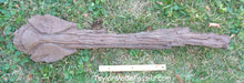 Load image into Gallery viewer, Saichania chulsanensis tail club cast replica