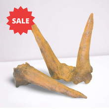 Load image into Gallery viewer, Triceratops Horns cast replica (double horn)