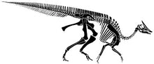 Cargar imagen en el visor de la galería, Saurolophus skull cast replica