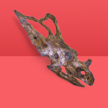 Load image into Gallery viewer, Chasmosaurus Skull cast replica dinosaur skull