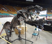 画像をギャラリービューアに読み込む, Megalonyx ground sloth skeleton cast replica
