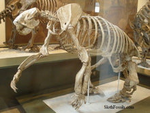 画像をギャラリービューアに読み込む, Megalonyx ground sloth skeleton cast replica
