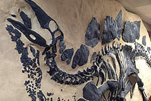 Load image into Gallery viewer, Stegosaurus skeleton dig panel