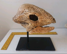 Load image into Gallery viewer, Pachycephalosaurus Stegoceras validum skeleton cast replica