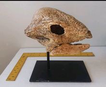 Load image into Gallery viewer, Pachycephalosaurus Stegoceras validum skeleton cast replica