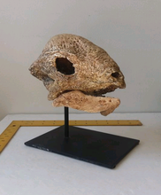 Load image into Gallery viewer, Pachycephalosaurus Stegoceras validum skeleton cast replica