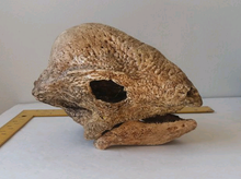 Load image into Gallery viewer, Pachycephalosaurus Stegoceras validum skeleton cast replica