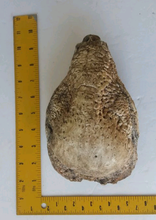 Load image into Gallery viewer, Pachycephalosaurus Stegoceras validum skeleton cast replica