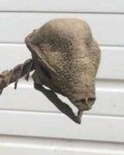 Load image into Gallery viewer, Pachycephalosaurus Stegoceras validum skeleton cast replica