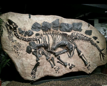 Load image into Gallery viewer, Stegosaurus skeleton dig panel