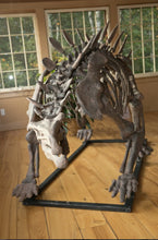Load image into Gallery viewer, Stegosaurus skeleton cast replica #3 Huayangosaurus / Tuojiangosaurus