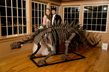 Load image into Gallery viewer, Stegosaurus skeleton cast replica #3 Huayangosaurus / Tuojiangosaurus