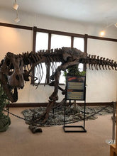 Load image into Gallery viewer, T-rex: Ivan the T.rex skeleton cast replica