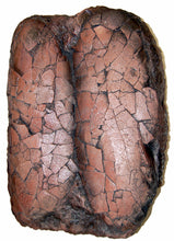 Load image into Gallery viewer, Tarbosaurus: Pair of 2 Dinosaur eggs cast replica. #P309 Asian T.rex Dinosaur egg cast reproduction